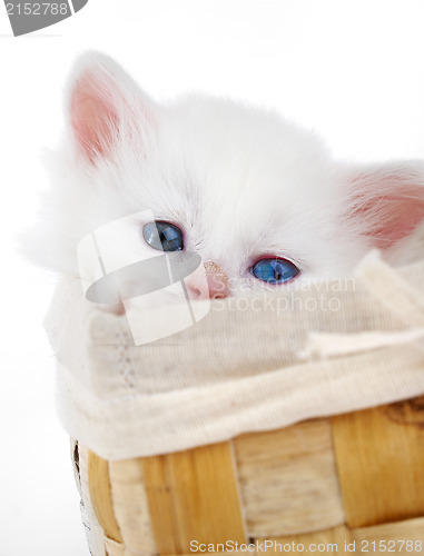 Image of White kitten in a basket.