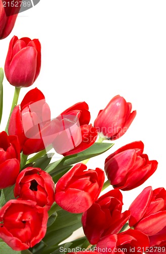 Image of tulips