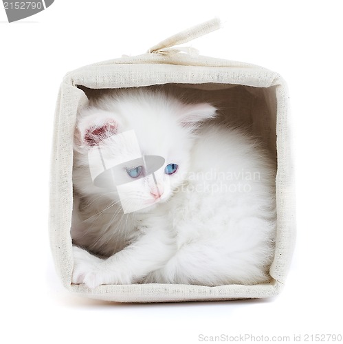 Image of White kitten in a basket.