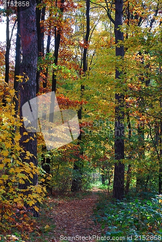 Image of Autumn