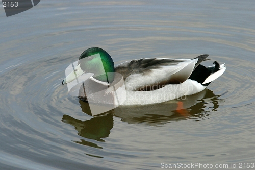 Image of Duck in lake