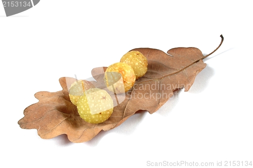 Image of Cherry Galls