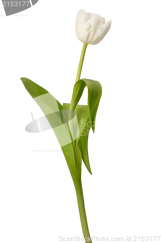 Image of Tulip