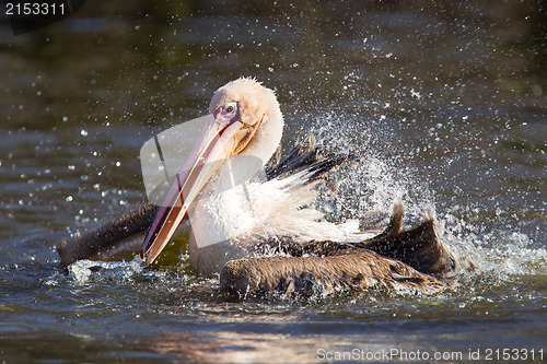 Image of Pelican taking a refreshing