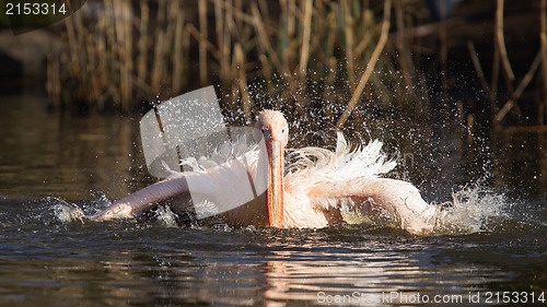 Image of Pelican taking a refreshing