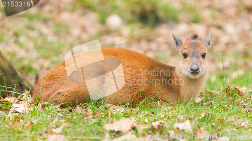 Image of Natal red duiker (Cephalophus natalensis)