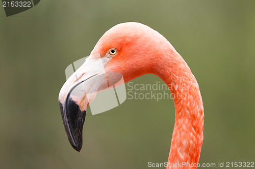 Image of Closeup shot of pink flamingo