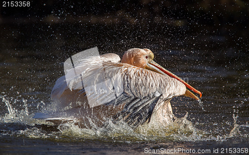 Image of Pelican taking a refreshing