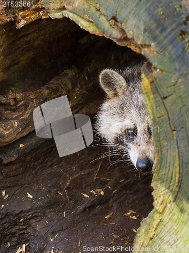 Image of Adult raccoon at his nest