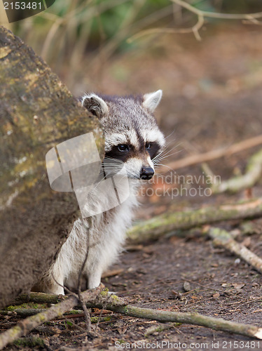 Image of Adult raccoon at his nest