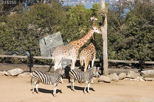 Image of Giraffes and Zebras
