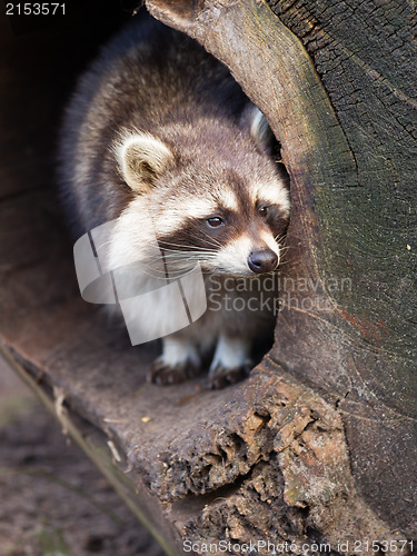 Image of Adult raccoon at his nest