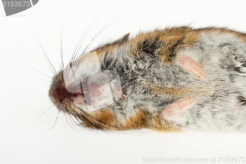 Image of Dead mouse isolated
