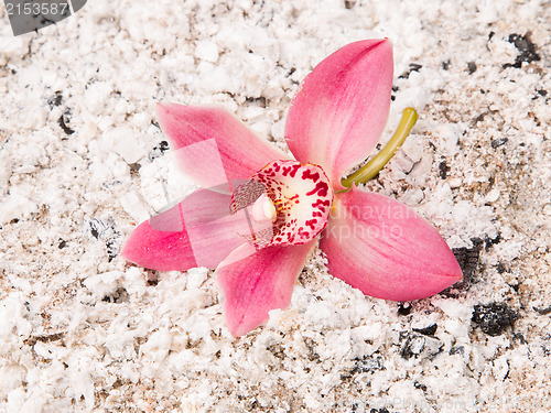 Image of Colorful pink orchid