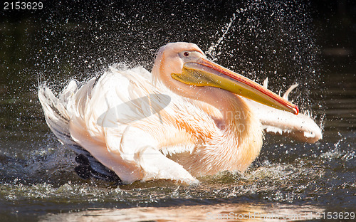 Image of Pelican taking a refreshing