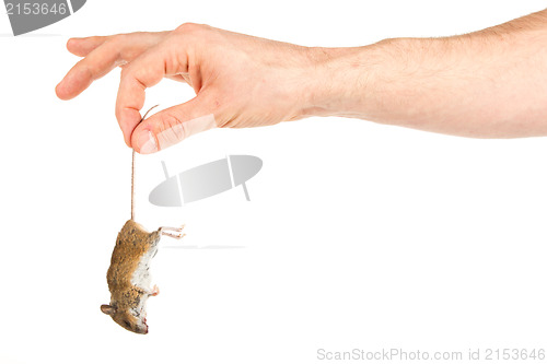 Image of Hand holding a dead mouse, isolated