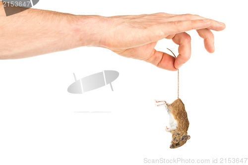 Image of Hand holding a dead mouse, isolated