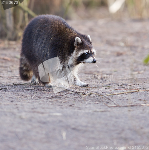 Image of Adult raccoon at his nest