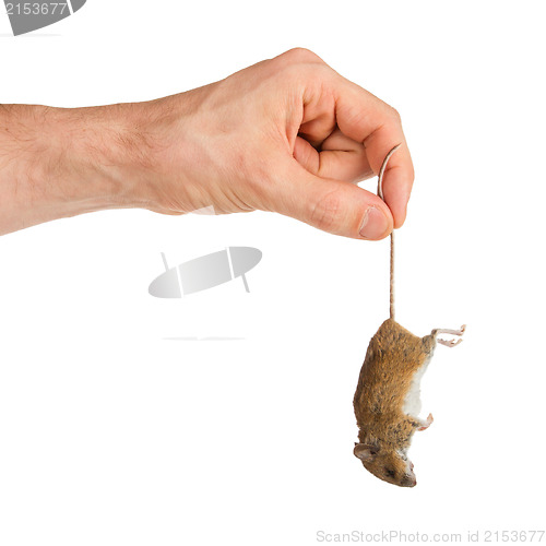 Image of Hand holding a dead mouse, isolated