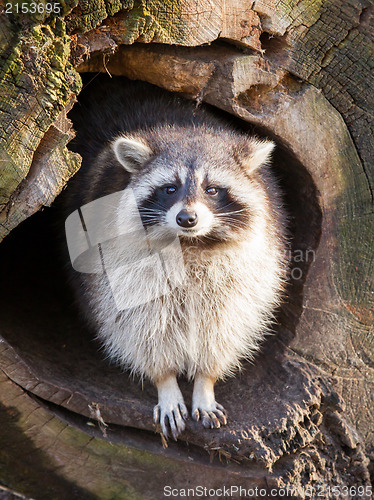 Image of Adult raccoon at his nest