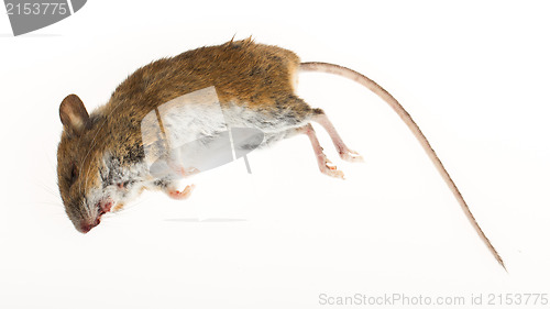 Image of Dead mouse isolated
