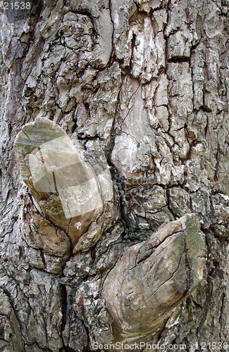 Image of Close up of tree bark