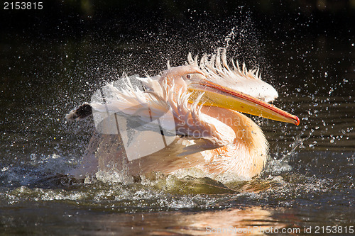 Image of Pelican taking a refreshing