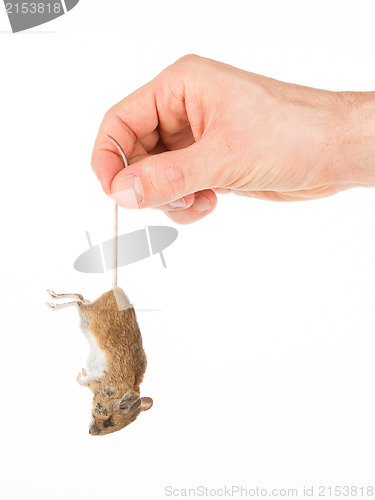 Image of Hand holding a dead mouse, isolated