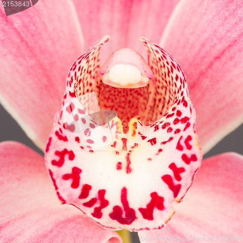 Image of Colorful pink orchid