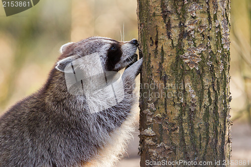 Image of Adult raccoon at his nest