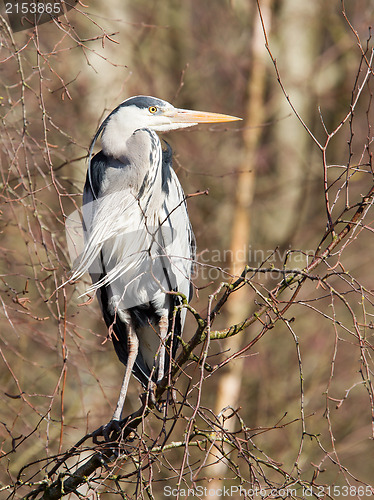 Image of Great Blue Heron resting in a tree