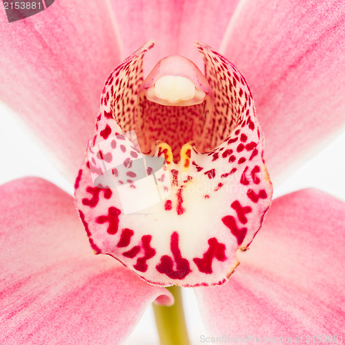 Image of Colorful pink orchid