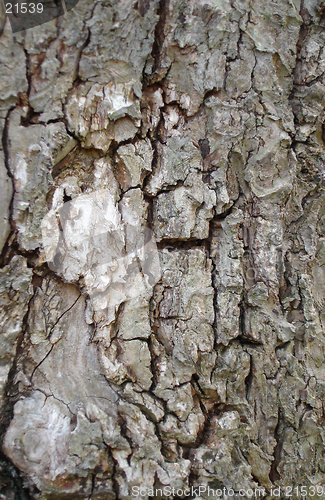 Image of Close up of tree bark