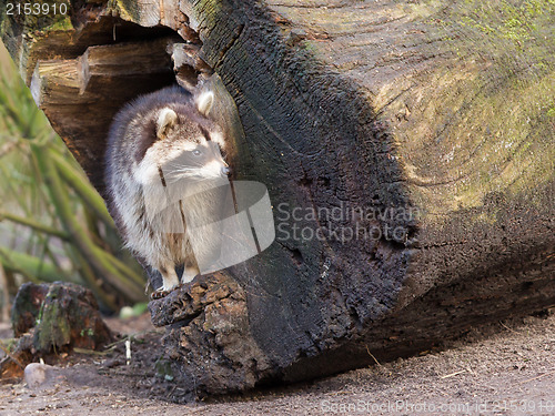 Image of Adult raccoon at his nest