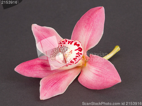 Image of Colorful pink orchid