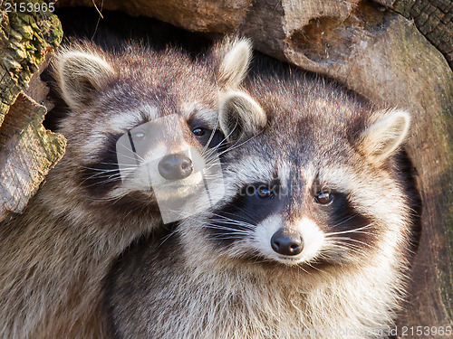 Image of Adult raccoon at his nest