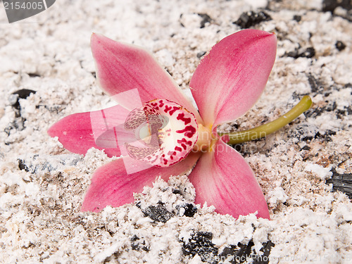 Image of Colorful pink orchid