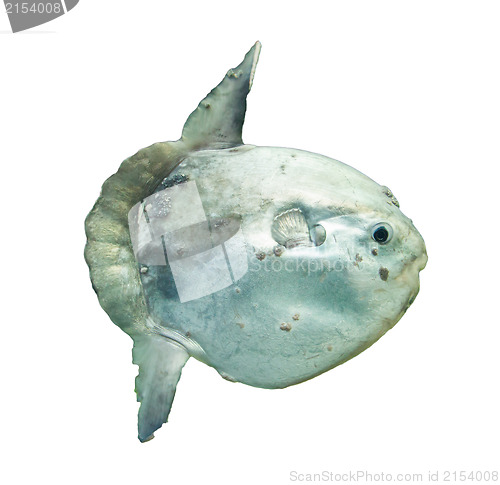 Image of Ocean sunfish (Mola mola) in captivity