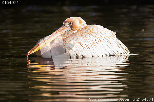 Image of Pink pelican in the water