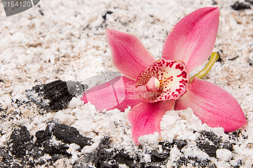 Image of Colorful pink orchid