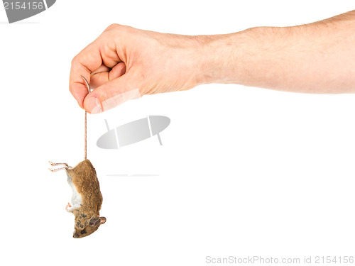 Image of Hand holding a dead mouse, isolated