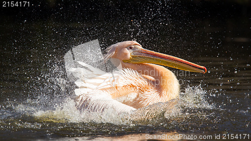 Image of Pelican taking a refreshing