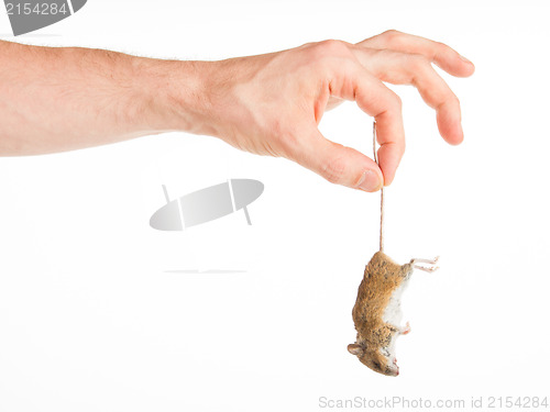 Image of Hand holding a dead mouse, isolated