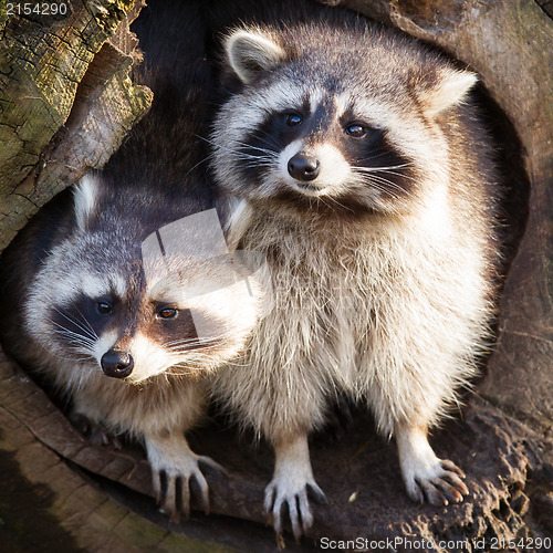 Image of Adult raccoon at his nest