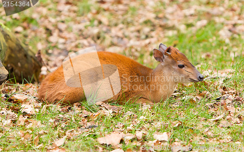 Image of Natal red duiker (Cephalophus natalensis)