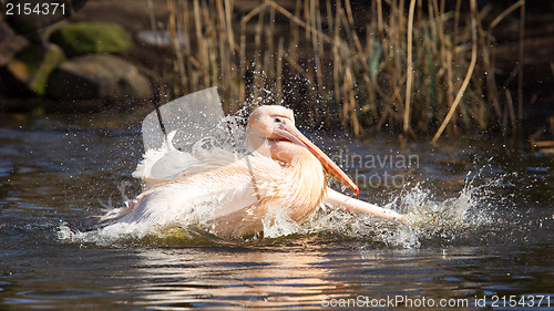 Image of Pelican taking a refreshing