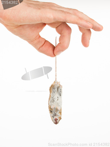 Image of Hand holding a dead mouse, isolated