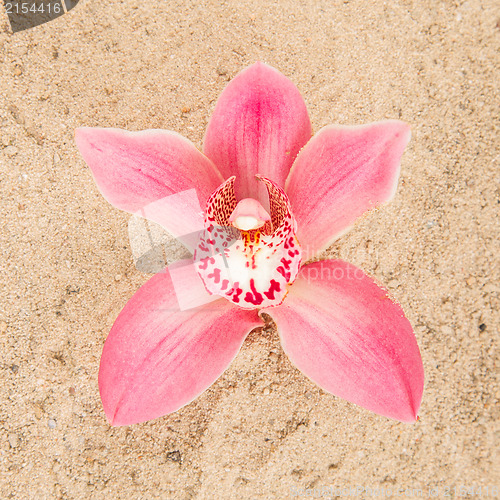 Image of Colorful pink orchid