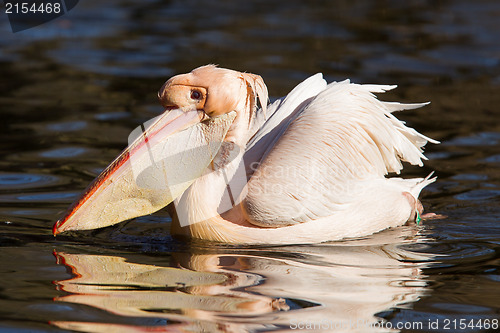 Image of Pelican taking a refreshing