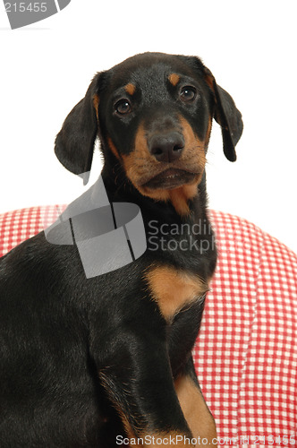 Image of Puppy and chair